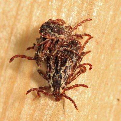 American Dog Tick mating swarm - Dermacentor variabilis