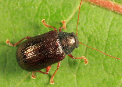 Tymnes sp.