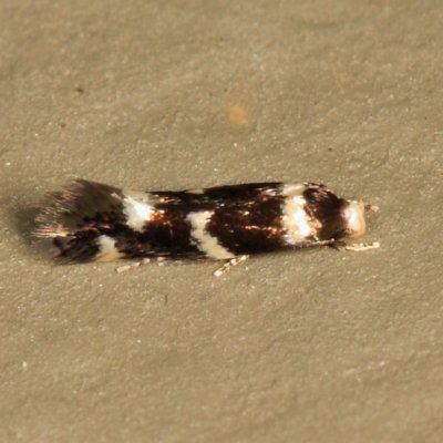 Elachista sp.