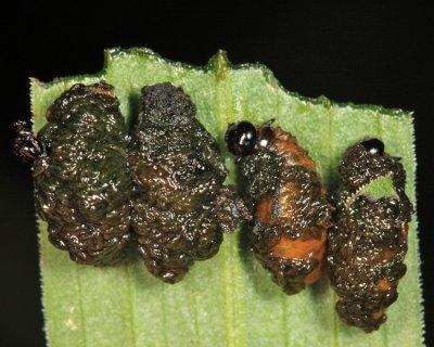 Lily Leaf Beetle larvae - Lilioceris lilii