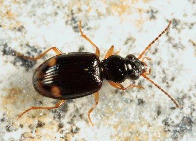 Bembidion frontale