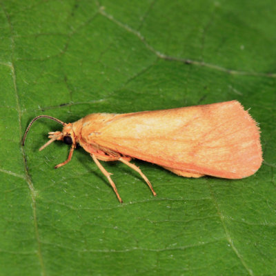 8121 - Orange Virbia - Virbia aurantiaca