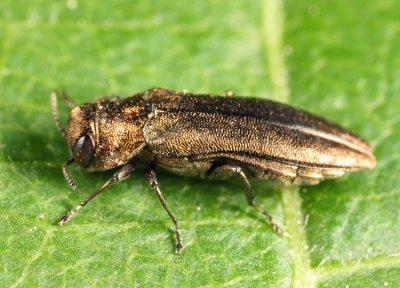 Agrilus cuprescens