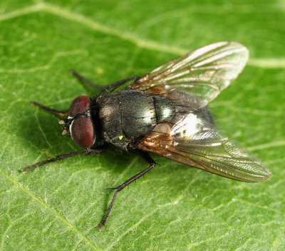 Eudasyphora sp.