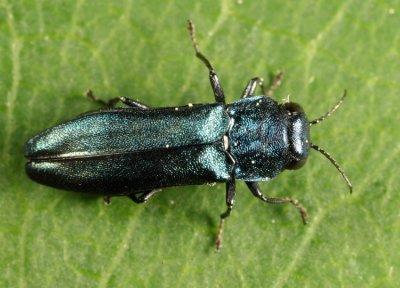 Agrilus cyanescens