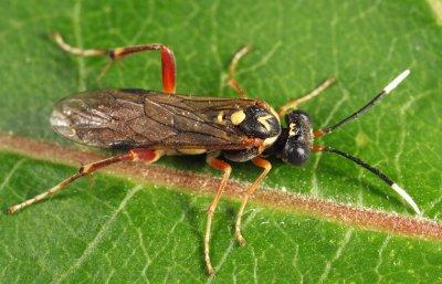 Macrophya varia