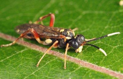 Macrophya varia