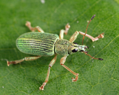 Green Immigrant Leaf Weevil - Polydrusus formosus