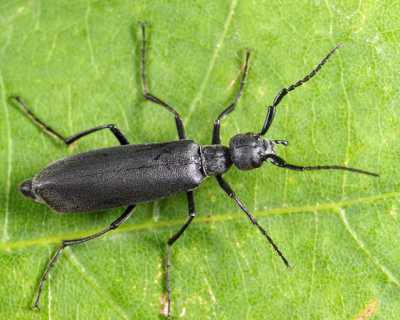 Dark Blister Beetle - Epicauta murina