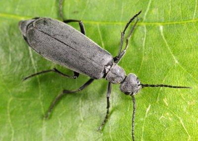 Dark Blister Beetle - Epicauta murina