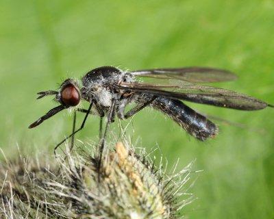 Thevenetimyia funesta