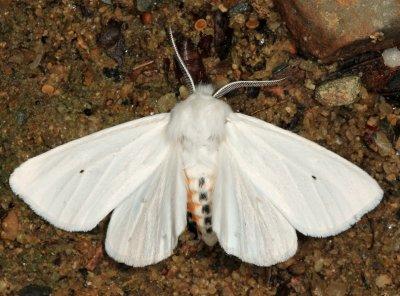 8137 - Virginia Tiger Moth - Spilosoma virginica