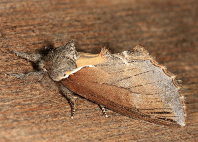 7924 - Elegant Prominent - Odontosia elegans