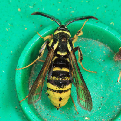 2527 - Hornet Clearwing - Paranthrene simulans