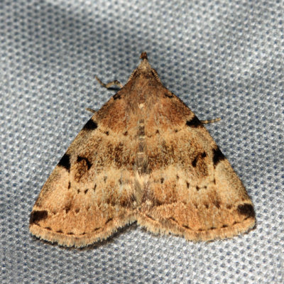 8340 - Lettered Zanclognatha - Zanclognatha lituralis