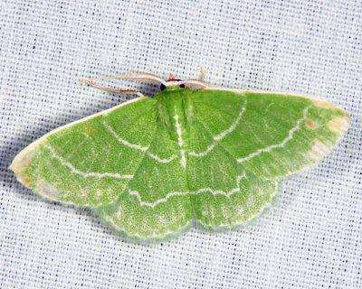 7058 - Wavy-lined Emerald - Synchlora aerata