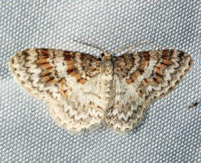 7422 - Unadorned Carpet - Hydrelia inornata