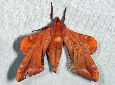 7826 - Huckleberry Sphinx - Paonias astylus