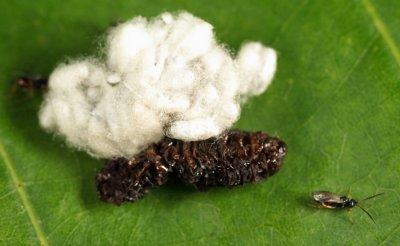 Microgastrinae (cocoons)