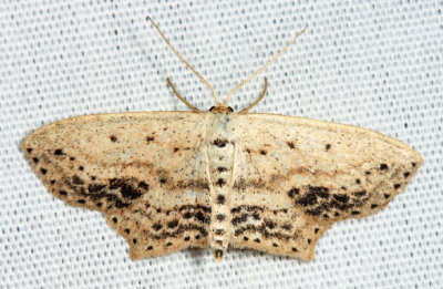 7157 - Frosted Tan Wave Moth - Scopula cacuminaria