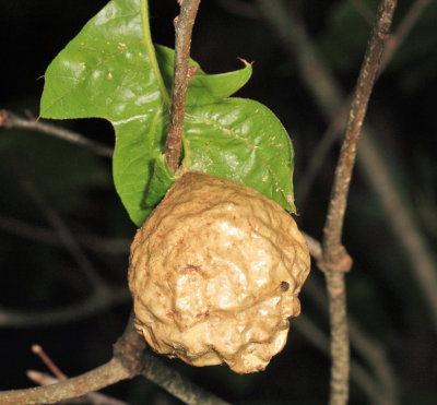 Amphibolips confluenta or quercusspongifica