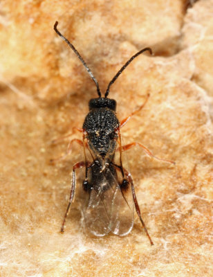 Amphibolips confluenta or quercusspongifica