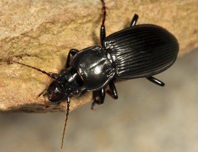 Pterostichus melanarius