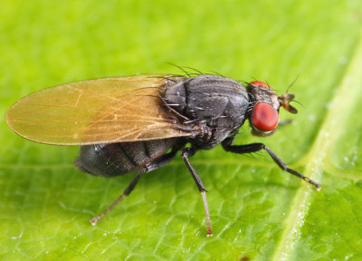 Minettia obscura species group