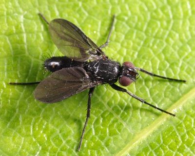 Melanophora roralis