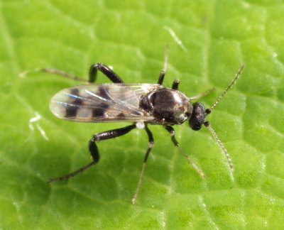 Allohelea sp. (female)
