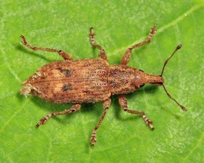 Weevils - Subfamily Cyclominae