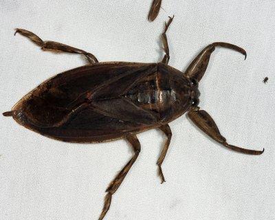 Lethocerus americanus