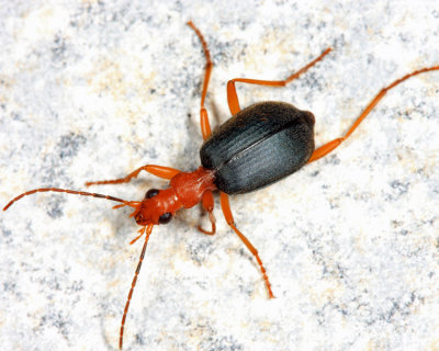 Brachinus fulminatus