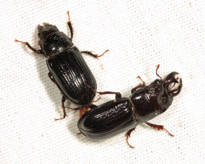 mating Stag Beetles - Ceruchus piceus