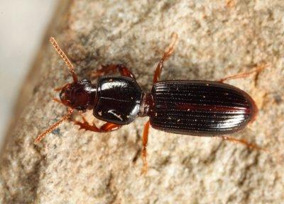 Clivina fossor