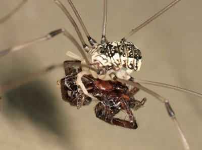 Leiobunum vittatum (feeding on a dead spider)