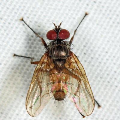 Tachinidae