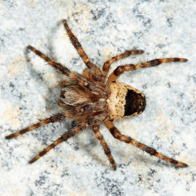 Nordmann's Orbweaver - Araneus nordmanni