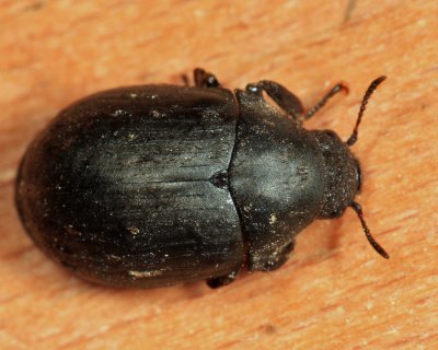 Pill Beetles - Byrrhidae