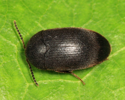 Synstrophus repandus