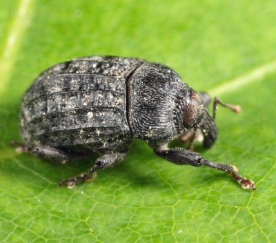 Milkweed Stem Weevil - Rhyssomatus lineaticollis