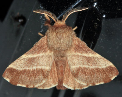 7701 - Eastern Tent Caterpillar Moth - Malacosoma americanum