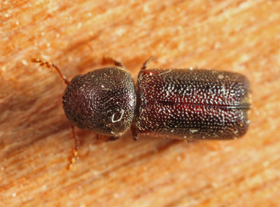 Prostephanus punctatus