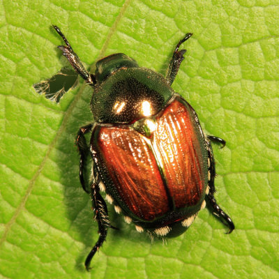 Japanese Beetle - Popillia japonica