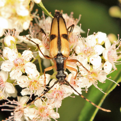 Etorofus subhamatus (female)