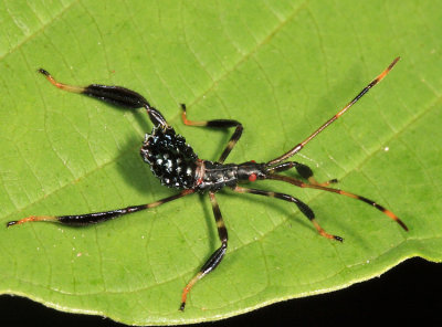 Acanthocephala terminalis (nymph)