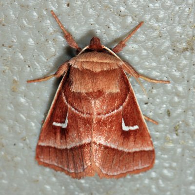 9629 - Marsh Fern Moth - Fagitana littera