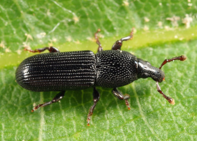 Weevils - Subfamily Cossoninae