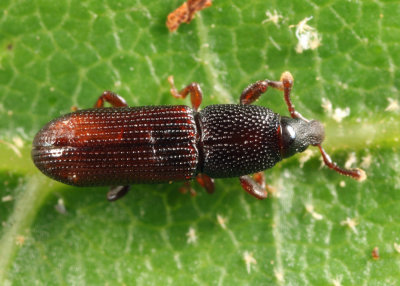 Cossonus sp.