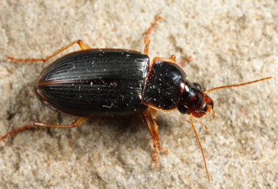 Notiobia terminata